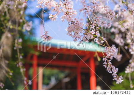[近江神宮]滋賀県にある歴史的な神社の風景 136172433