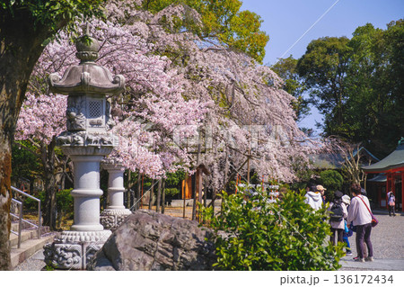 [近江神宮]滋賀県にある歴史的な神社の風景 136172434