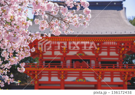 [近江神宮]滋賀県にある歴史的な神社の風景 136172438