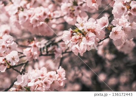 [近江神宮]滋賀県にある歴史的な神社の風景 136172443