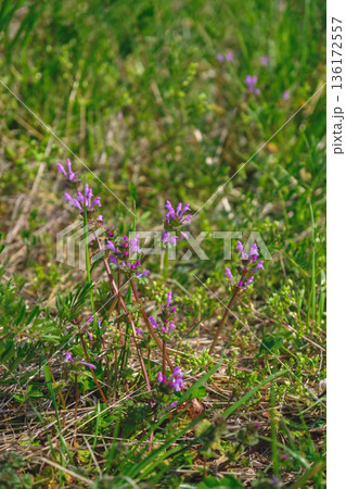 [野洲エリア]自然豊かな風景 136172557