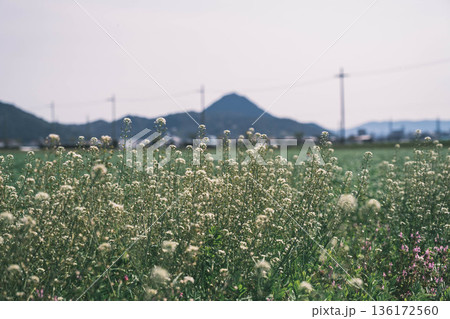 [野洲エリア]自然豊かな風景 136172560