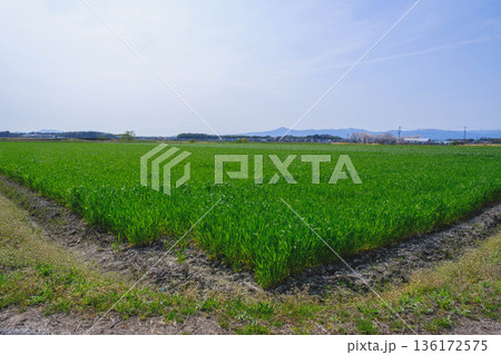 [野洲エリア]自然豊かな風景 136172575