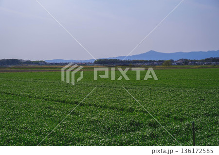 [野洲エリア]自然豊かな風景 136172585