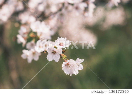 [野洲エリア]自然豊かな風景に咲く満開の桜 136172590