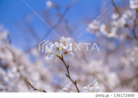[野洲エリア]自然豊かな風景に咲く満開の桜 136172600