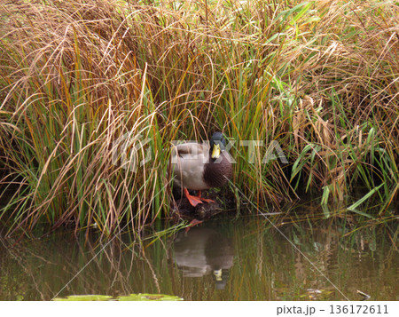 The drake, Mallard or wild duck (Anas platyrhynchos) male swimming in a pond with a green grass background The drake, Mallard or wild duck (Anas platyrhynchos) male swimming in a pond with a green grass background 136172611