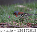 Finch bird (Fringilla coelebs) is searching for food in the grass on bright spring greenery background in park 136172613
