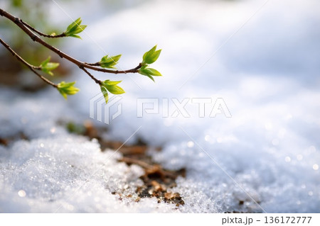 Early Spring Green Leaves Growing Through Melting Snow in Sunlight 136172777