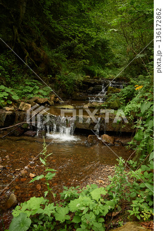 Mountain stream Socolovets. A quiet pocket of untouched nature in the woods. A narrow stream winds through a dense, green forest, slipping over smooth rocks to form a series of small, gentle waterfall 136172862
