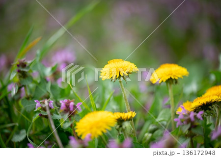 Close up of dandelions flowers. Bright spring flowers blooming on the field Close up of dandelions flowers. Bright spring flowers blooming on the field 136172948