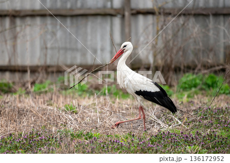 Stork with stick in beak in garden. Stork building nest in spring, taking cut branch from the tree Stork with stick in beak in garden. Stork building nest in spring, taking cut branch from the tree 136172952