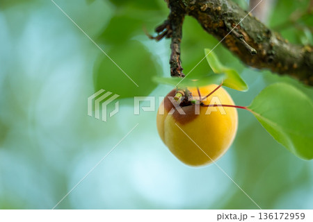 Unripe rotten apricot. Close up of rotten apricot on a tree, disease spoiling ripening apricots Unripe rotten apricot. Close up of rotten apricot on a tree, disease spoiling ripening apricots 136172959
