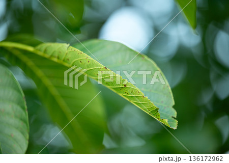 Close up of walnut leaf. Bright green walnut leaf with some spots of disease or insects on a tree 136172962