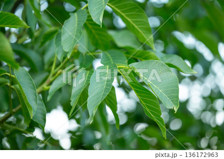 Branch of walnut tree with bright green leaves. Walnut leaves on a tree on summer day Branch of walnut tree with bright green leaves. Walnut leaves on a tree on summer day 136172963