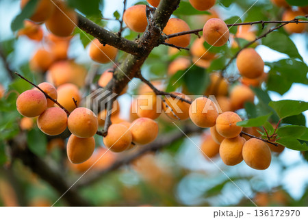Close up of ripe orange apricots on a tree. Tree branches full of tasty apricots ready for harvest, delicious apricots full of vitamin C 136172970
