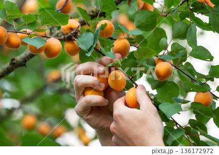 Man harvesting apricots from tree branches. Nice harvest of apricots, tasty sweet berries full of vitamin C useful for human health 136172972