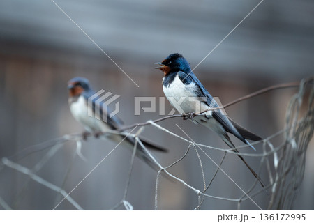 Barn swallow (Hirundo rustica) sitting on rope. Pair of swallows, one tweeting, birds family 136172995