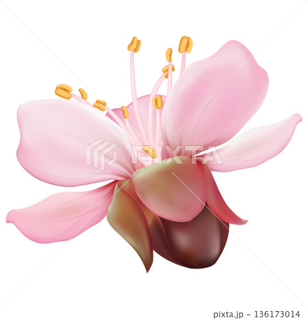 Cherry Blossom Flower Isolated Cherry Blossom Flower Isolated 136173014