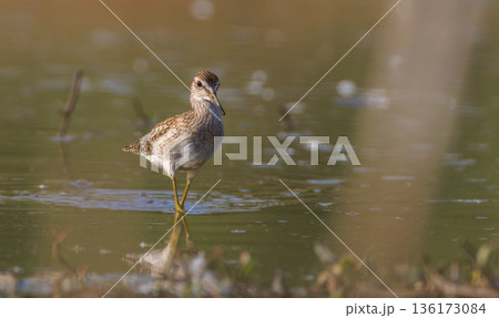 Wild Wood Sandpiper(Tringa glareola) standing in calm marsh water 136173084