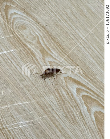Asian large cockroach on wooden floor close up Asian large cockroach on wooden floor close up 136173092