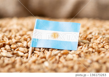 Flag of Argentina on wheat grain. Growing wheat in Argentina concept 136173263