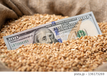 Dollar bill in grain. Business of growing wheat, high price on wheat concept Dollar bill in grain. Business of growing wheat, high price on wheat concept 136173269