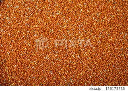 Background of bright millet. Harvested millet grain 136173286