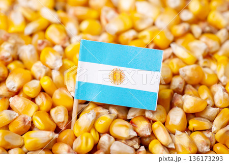 Flag of Argentina on corn. Harvest of corn grain in Argentina concept 136173293