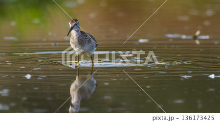 Wild Wood Sandpiper(Tringa glareola) standing in calm marsh water Wild Wood Sandpiper(Tringa glareola) standing in calm marsh water 136173425