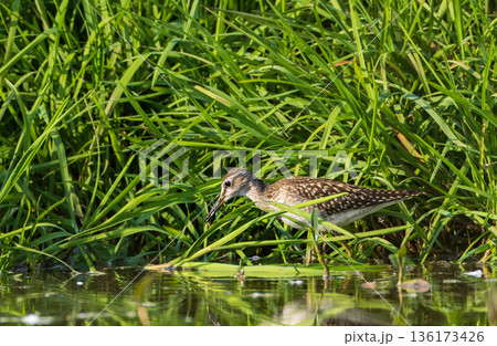 Wild Wood Sandpiper(Tringa glareola) standing in calm marsh water Wild Wood Sandpiper(Tringa glareola) standing in calm marsh water 136173426