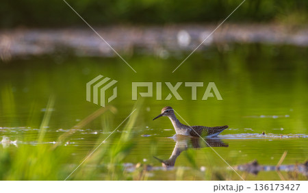 Wild Wood Sandpiper standing in calm marsh water Wild Wood Sandpiper standing in calm marsh water 136173427