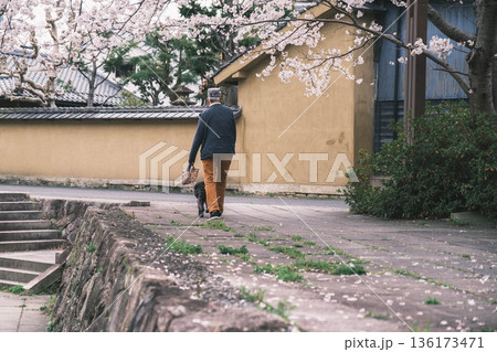 [八幡堀]美しい桜が咲き誇る風景 / 時代劇のロケ地にも度々使用されている古風な町並み 136173471
