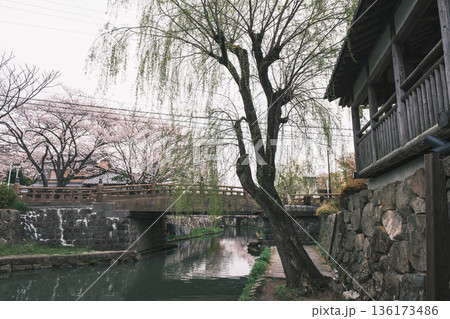 [八幡堀]美しい桜が咲き誇る風景 / 時代劇のロケ地にも度々使用されている古風な町並み 136173486
