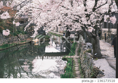 [八幡堀]美しい桜が咲き誇る風景 / 時代劇のロケ地にも度々使用されている古風な町並み 136173510