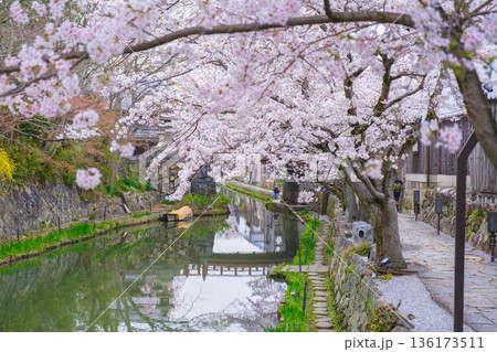 [八幡堀]美しい桜が咲き誇る風景 / 時代劇のロケ地にも度々使用されている古風な町並み 136173511