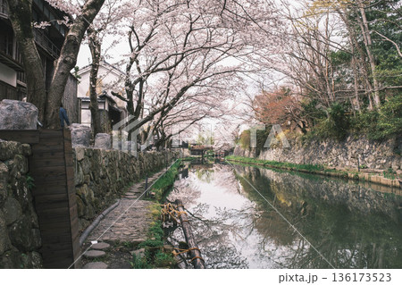 [八幡堀]美しい桜が咲き誇る風景 / 時代劇のロケ地にも度々使用されている古風な町並み 136173523