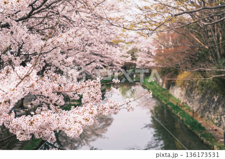 [八幡堀]美しい桜が咲き誇る風景 / 時代劇のロケ地にも度々使用されている古風な町並み 136173531