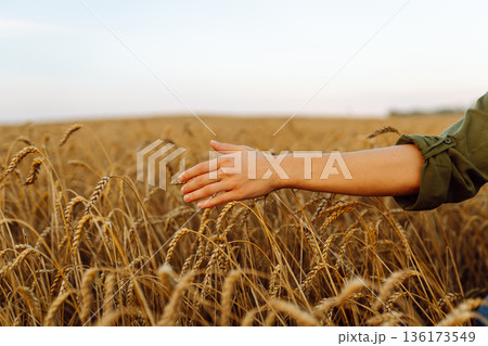 Woman farmer works in a ripe wheat field and inspects the crop. Agricultural management. Woman farmer works in a ripe wheat field and inspects the crop. Agricultural management. 136173549