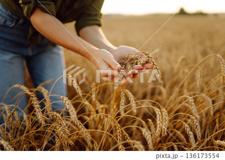 Woman farmer works in a ripe wheat field and inspects the crop. Agricultural management. 136173554