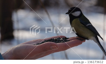 Woman feeding cute tit bird to sunflower seeds at snowy woodland. Beautiful tomtit pecking food from female hand at winter forest. Small titmouse eating meal from arm of young girl at snow park Woman feeding cute tit bird to sunflower seeds at snowy woodland. Beautiful tomtit pecking food from female hand at winter forest. Small titmouse eating meal from arm of young girl at snow park 136173612