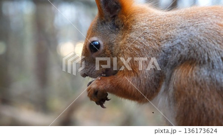 Close up of wild fluffy squirrel eating found walnuts at autumn park. Cute brown rodent gnawing nuts at forest. Pretty small sciurus chewing food outdoor. Concept of wildlife 136173624
