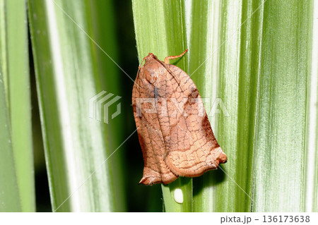 アトキハマキ アトキハマキ 136173638