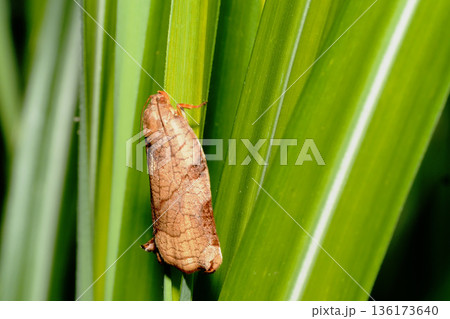 アトキハマキ 136173640