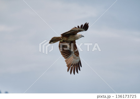 Eagle Feeding in Langkawi island Mangrove tour Kilim Geoforest Park. 136173725