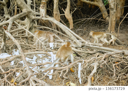 Monkeys in the mangrove forest of Langkawi Island, Malaysia. Monkeys in the mangrove forest of Langkawi Island, Malaysia. 136173729