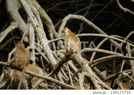Monkeys in the mangrove forest of Langkawi Island, Malaysia. 136173734