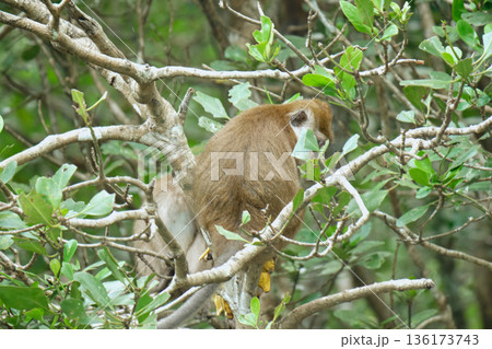Monkeys in the mangrove forest of Langkawi Island, Malaysia. Monkeys in the mangrove forest of Langkawi Island, Malaysia. 136173743