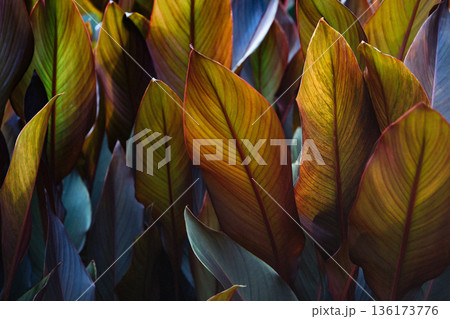 Canna x generalis leaf plates painted in dark purple 136173776