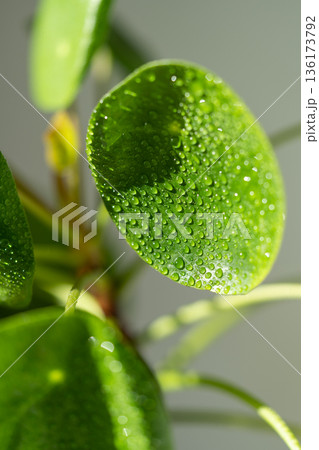Pilea peperomioides after spraying with water. Chinese money plant with water drops on leaves. 136173792